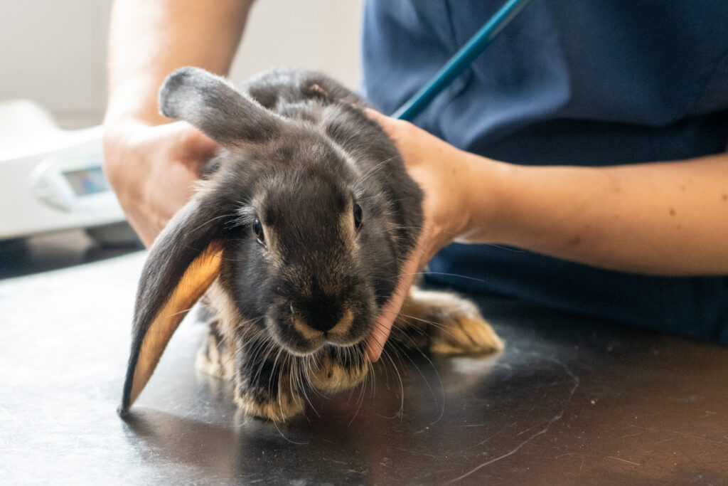 Haven Veterinary Group (Web)-101164