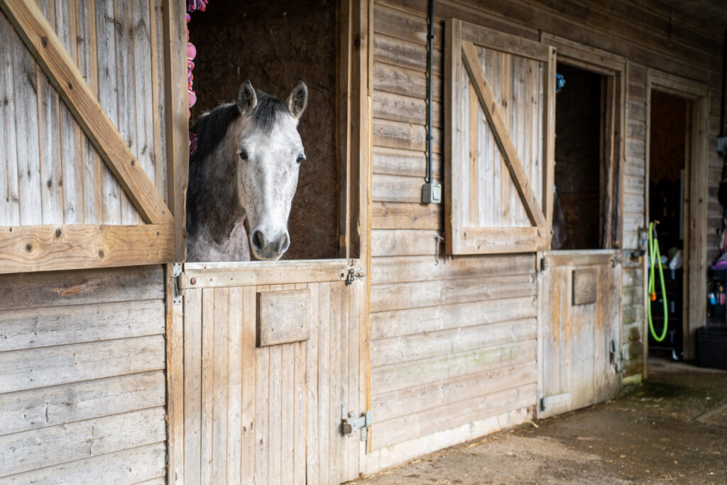 Rosevean Veterinary Practice - Equine (Web) 002 A grey horse stands in a wooden stall, peering out over the half-door inside a rustic stable with open doors and various equipment visible in the background.