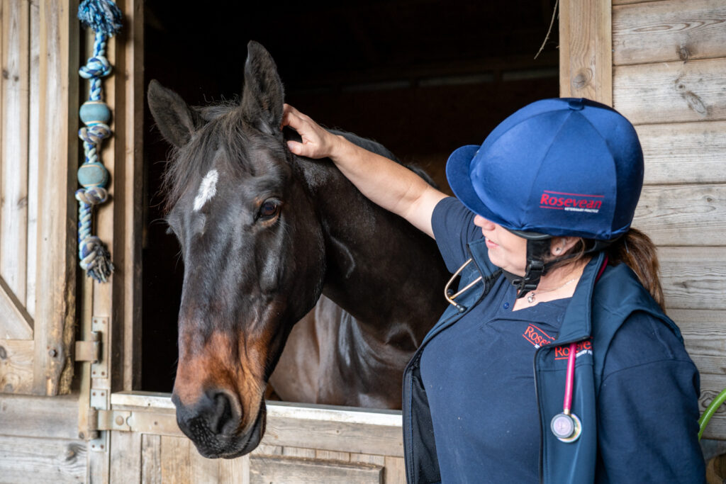 Rosevean Veterinary Practice - Equine (Web) 021 A woman wearing a blue helmet and stethoscope gently pats a brown horse on the head as it looks out from a wooden stable window.