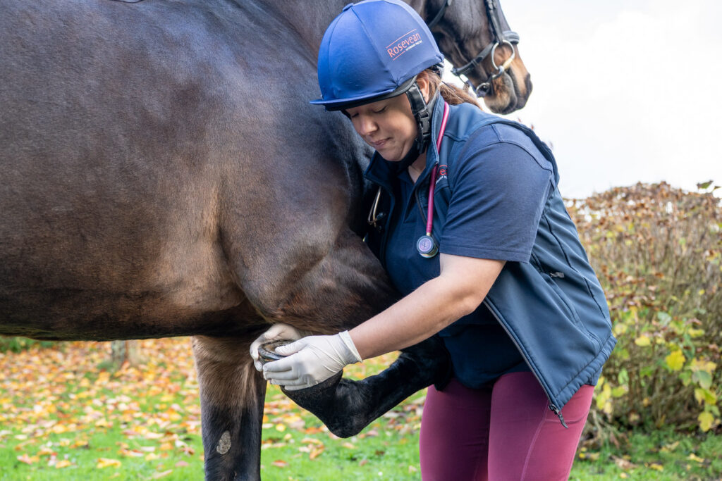 A vet wearing a helmet and gloves examines the front leg of a horse outdoors, gently holding the hoof while the horse stands calmly on grass with autumn leaves.