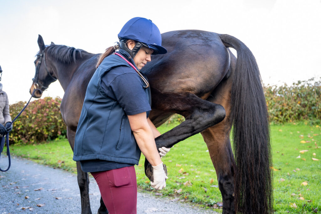 Rosevean Veterinary Practice - Equine (Web) 054 A vet wearing gloves and a helmet examines the hind leg of a brown horse outdoors on a grassy area, whilst another person holds the horse by a lead rope in the background.