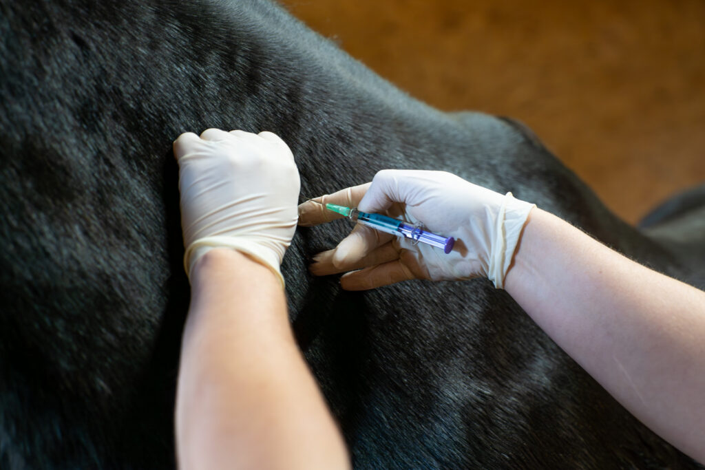 Rosevean Veterinary Practice - Equine (Web) 062 A person wearing white gloves injects a needle with a syringe into the dark fur of an animal, possibly a cow or horse, suggesting a veterinary procedure or medical treatment.