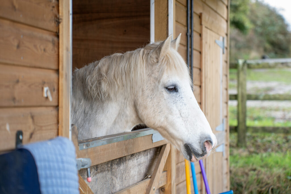Rosevean Veterinary Practice - Equine (Web) 067 A white horse with a light mane looks out from a wooden stable door, with part of its head and neck visible. The stable is surrounded by greenery and a wooden fence can be seen in the background.