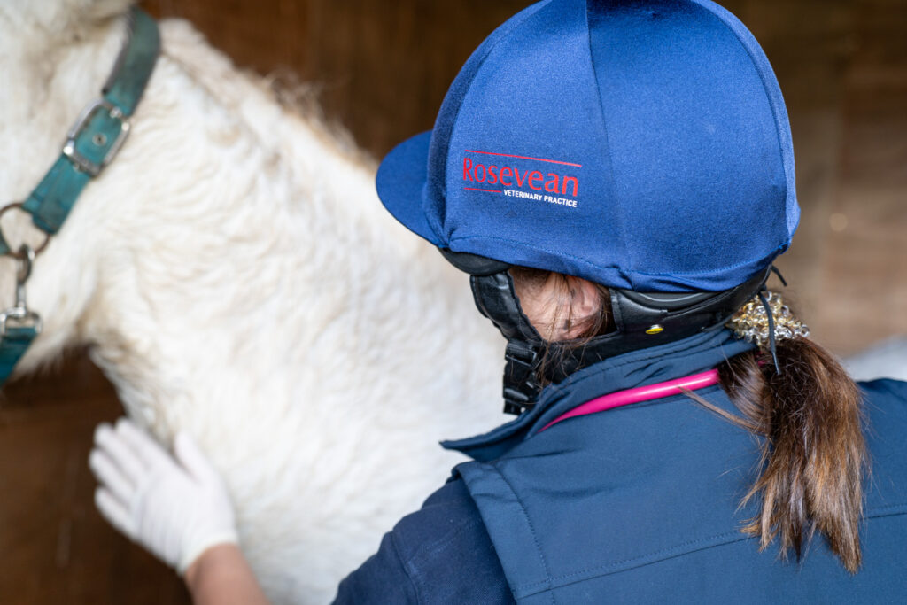 Rosevean Veterinary Practice - Equine (Web) 070 A vet wearing gloves and a blue helmet marked Rosevean Veterinary Practice examines the neck of a white horse in a stable.