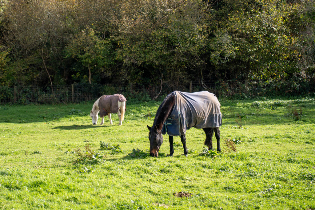 Rosevean Veterinary Practice - Equine (Web) 104 Two horses graze in a green field. Both are wearing protective rugs. The foreground horse has a dark coat, while the background horse is lighter. Trees and shrubs line the field in the background.