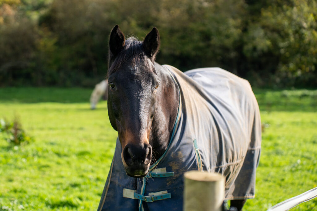 A black horse wearing a blue-grey turnout rug stands in a green field, looking towards the camera. Trees and blurred greenery are visible in the background.
