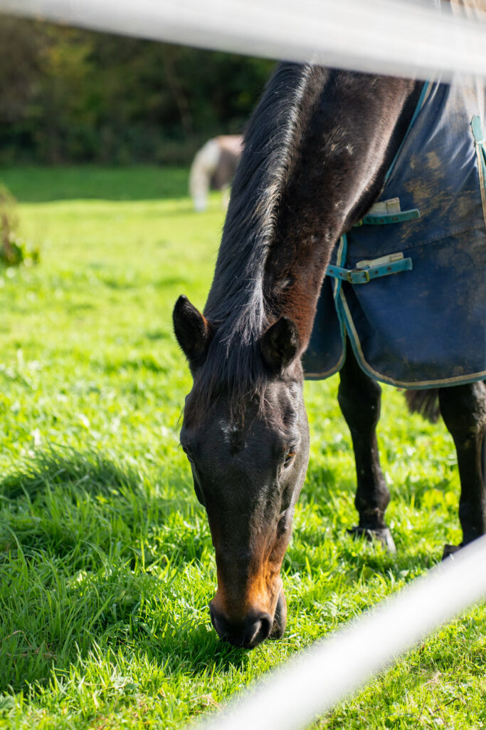 A dark brown horse wearing a blue rug grazes on green grass in a sunlit field, with white fence rails visible in the foreground and another horse blurred in the background.