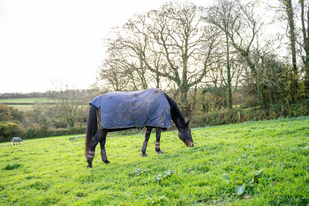 A horse wearing a blue rug grazes on green grass in a field, with bare trees and countryside visible in the background on a bright, overcast day.