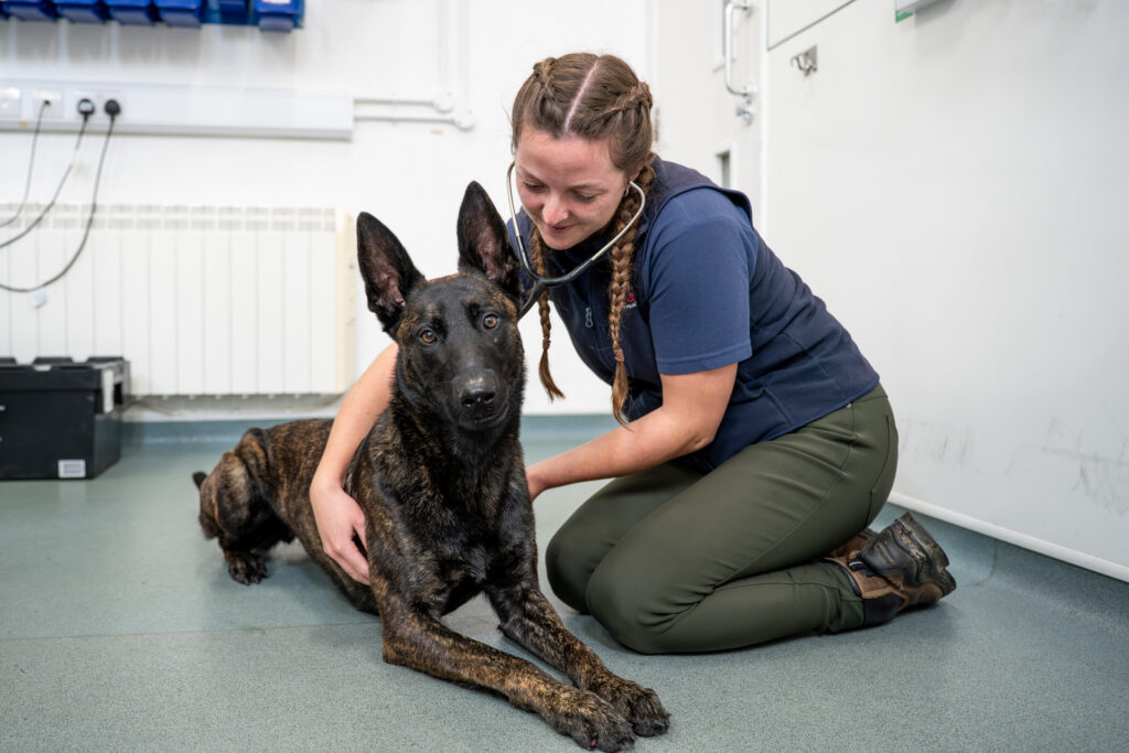 A woman kneels on the floor next to a large, dark-coloured dog, gently examining it with a stethoscope in a clean, bright veterinary surgery.