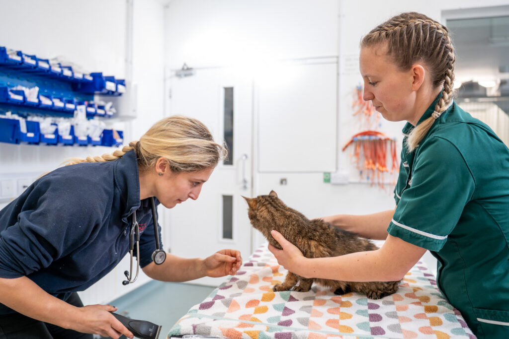 Rosevean Veterinary Practice - Small Animal (Web) 018 Two vets examine a brown cat on a colourful blanket in a bright clinic. One vet uses a stethoscope while the other gently holds the cat, surrounded by medical supplies in the background.