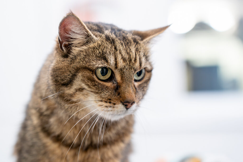 Close-up of a brown tabby cat with green eyes, looking slightly to the side against a blurred white background. The cat's fur is short and its expression is calm and attentive.