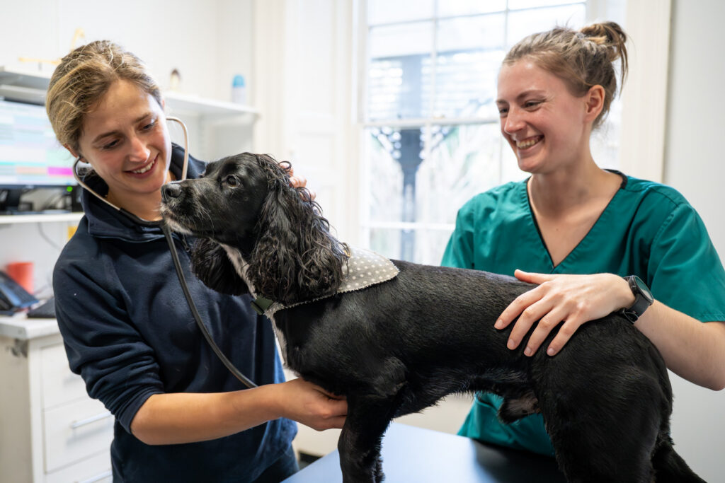Two women, one in a dark jumper and the other in green scrubs, examine a black dog with a stethoscope in a veterinary surgery. The dog stands on an examination table, and both women are smiling.