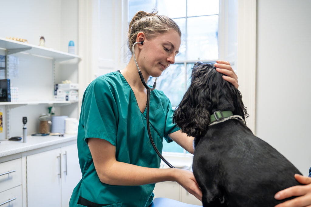 A vet in green scrubs uses a stethoscope to examine a black dog in a brightly lit surgery, gently holding the dog while checking its heartbeat.