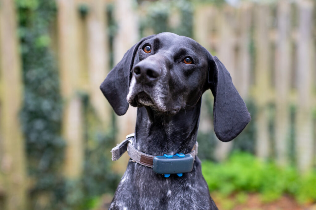 Rosevean Veterinary Practice - Small Animal (Web) 112 A black and white dog with floppy ears and a GPS collar looks attentively to the side, standing outdoors in front of a wooden fence and greenery.