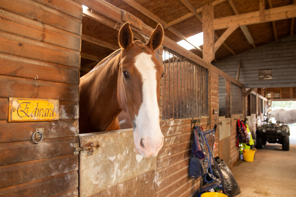 A brown horse with a white blaze on its face stands in a wooden stable, looking out from its stall labelled Edward. Various riding gear and colourful buckets hang on the wall nearby.