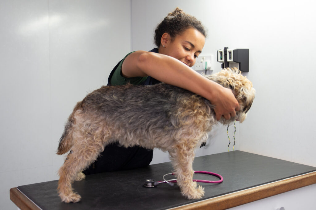 A veterinary surgeon examines a small, shaggy dog standing on an examination table. The vet gently holds the dog while a stethoscope rests on the table nearby. The room is bright and clinical.
