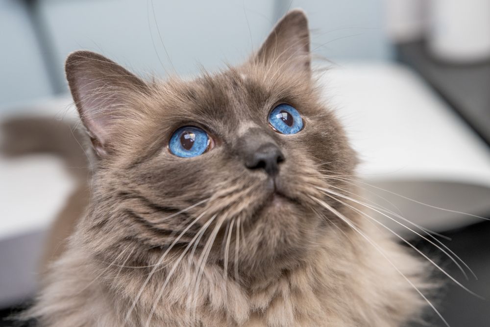 A fluffy cat with light brown fur and striking bright blue eyes looks up, its face in focus against a blurred background.
