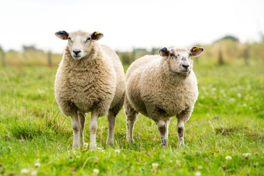 Two sheep with thick wool stand side by side on green grass in a field, facing the camera. The background is blurred with a fence and some greenery visible.