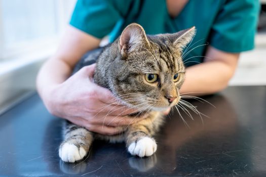 A tabby cat with white paws is gently held by a person wearing teal scrubs, likely a vet, on a metal examination table in a brightly lit room.