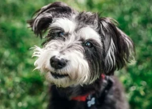 A close-up of a black and white dog with a fluffy face and expressive eyes, wearing a red collar, standing outside on a grassy background.