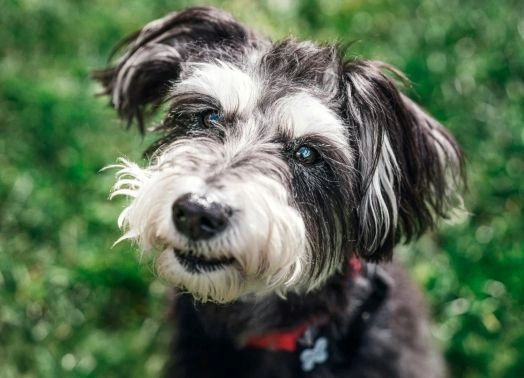 image_1775736706271 A close-up of a black and white dog with a fluffy face and expressive eyes, wearing a red collar, standing outside on a grassy background.