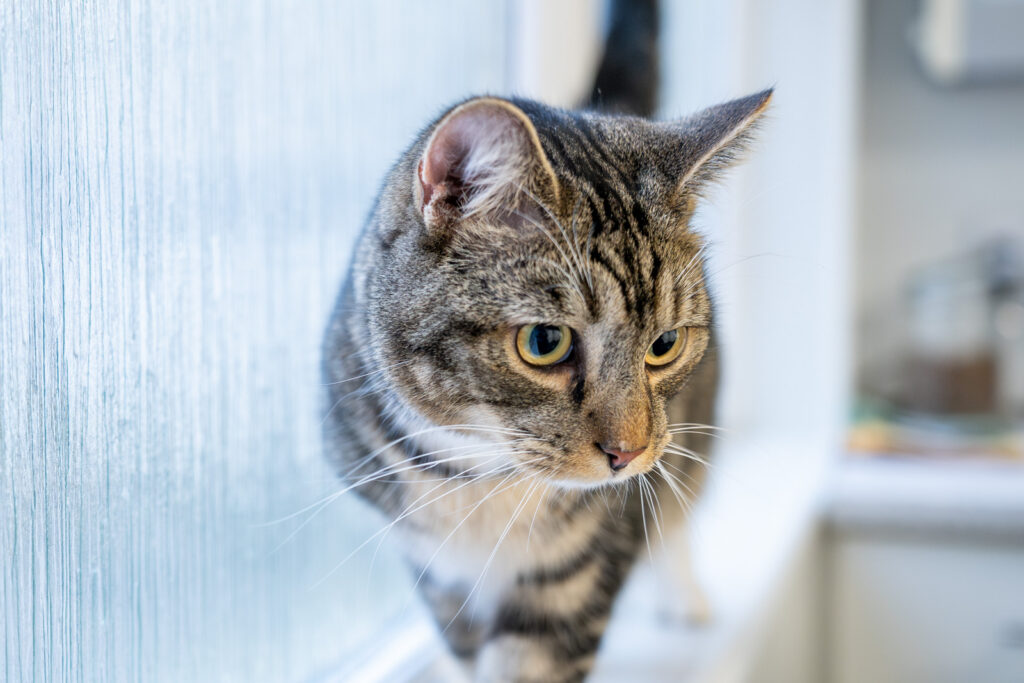 A close-up of a tabby cat with green eyes standing on a windowsill, looking slightly downward. The background is softly blurred, highlighting the cat’s focused expression—perfect for showcasing pet vet services.